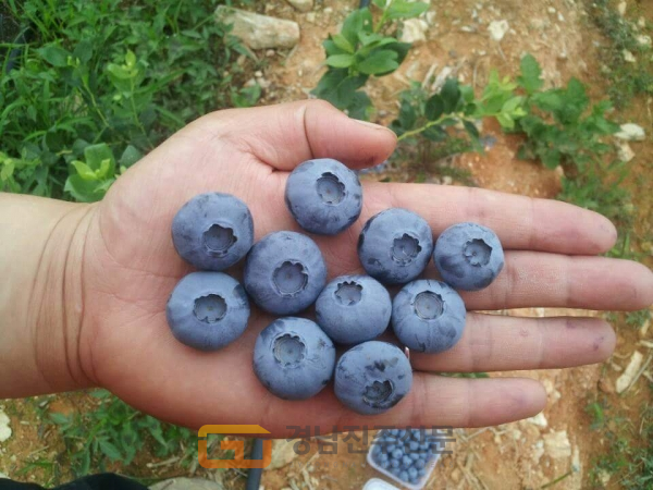 비비베리팜 블루베리 열매는 다른 농장의 열매와 다르게 20mm이상 크기만 선별해 그 맛과 식감이 아주 뛰어나다. 사진=박청기자