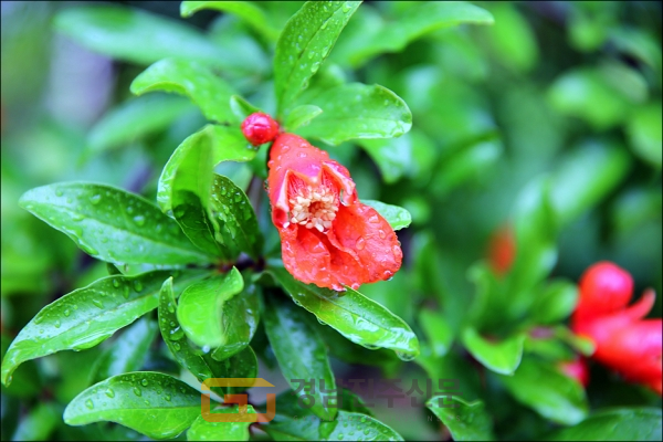 진주의 시화(市花) 석류꽃은 진주시민의 굳은 의지와 단결심, 건강을 상징한다. 사진=한국관광공사