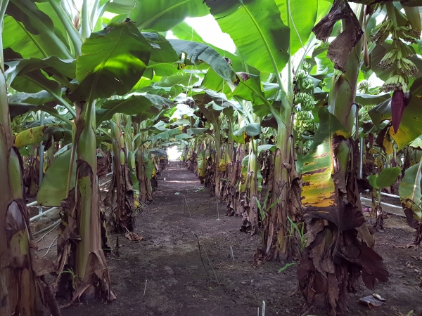 바나나농사는 층고를 높인 온실하우스에서 가능하다.