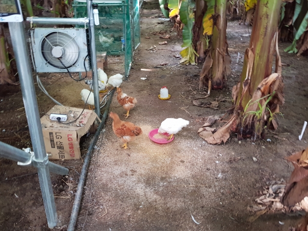 유기농법으로 농사를 짓고 있어 하우스 내에서 닭을 키울 수 있다.