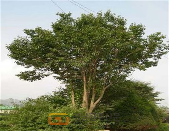 한방에서 사용되는 두충나무의 껍질은 수령이 15~20년 지나야 채취할 수 있으며 차로 사용하는 어린잎은 2년째부터 수확할 수 있다. 사진은 두충나무
