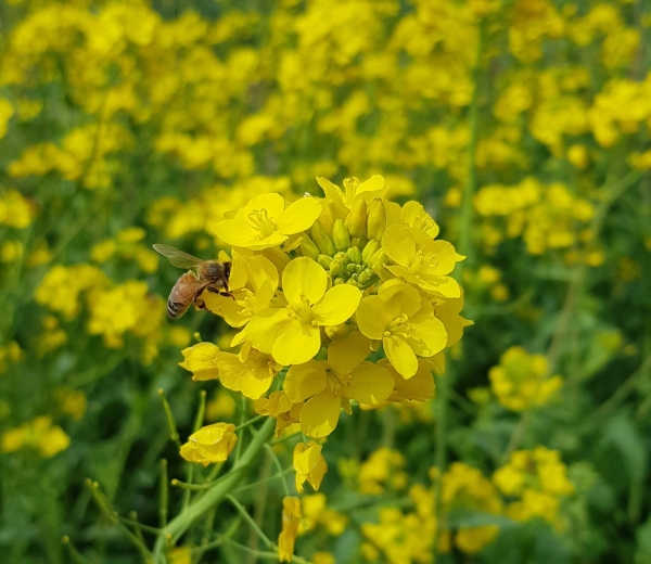 남해군 상주면 상주은모래비치 인근에 유채꽃이 활짝 핀 가운데, 모처럼 꽃을 본 벌이 꿀 따기에 바쁘다.