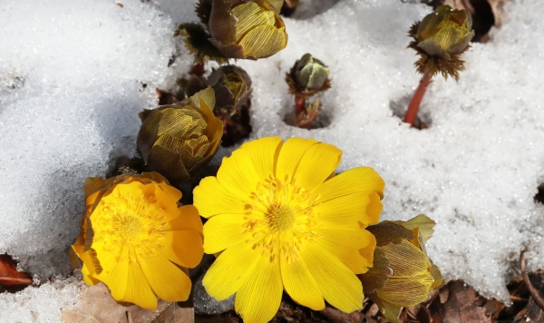 봄의 전령사인 복수초가 눈을 비집고 노란 꽃망울을 터뜨려 봄소식을 전하고 있다. 야생화 복수초의  꽃말은 ‘영원한 행복’과 ‘복과 장수’를 상징.