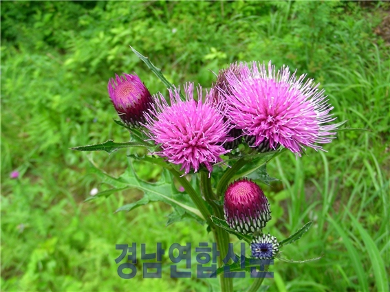 엉겅퀴 꽃(사진제공 : 강신근 교수)