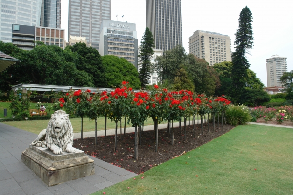 시드니 왕립 식물원 (Royal Botanic Garden Sydney)