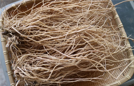 우슬 뿌리(자료제공 강신근)
