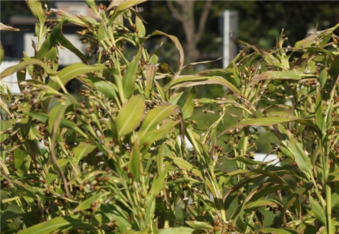 율무 잎과 열매 (사진제공  강신근)
