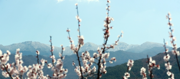 봄꽃을 시샘하는 쌀쌀한 날씨를 보인 22일 오전 경남 함양군 마천면에서 바라본 지리산 천왕봉이 하얀 상고대가 활짝 펴 있다.